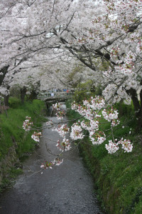 sakura